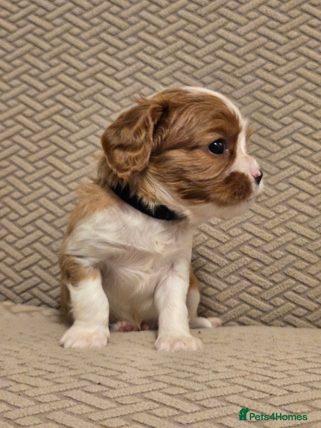 Cavalier King Charles Spaniel dogs for sale: Gorgeous KC Reg Cavalier Puppies  - Image 4