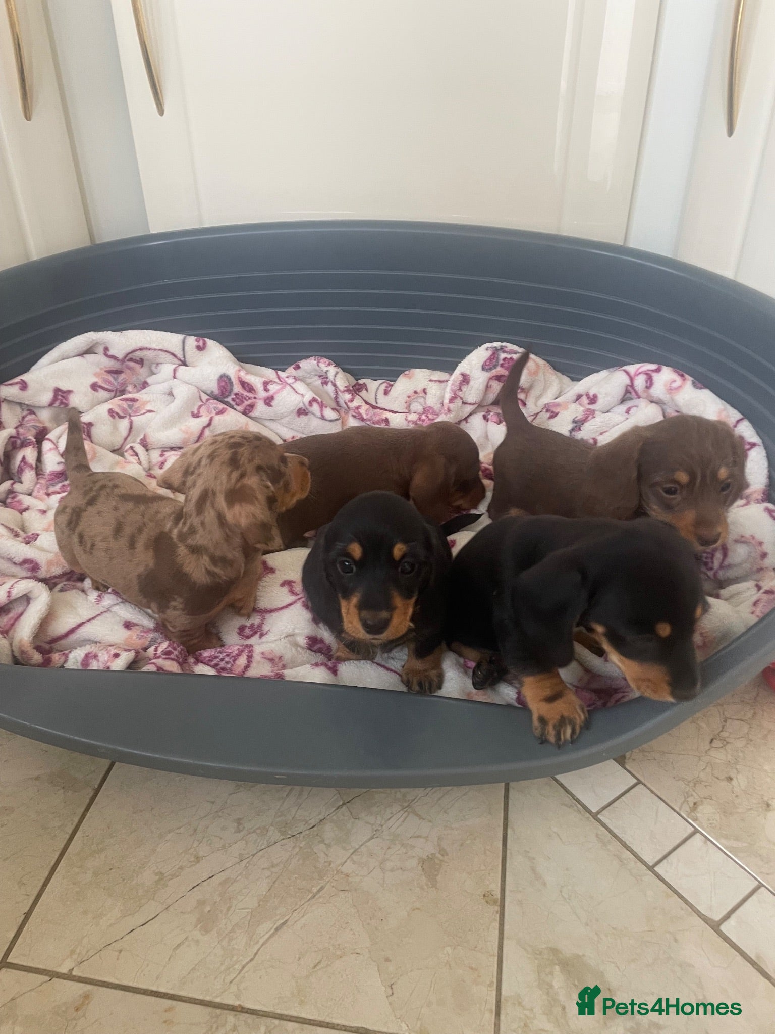 Dachshund dogs 5 lovely dachshund pups - Advert 3