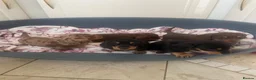 Dachshund dogs for sale: 5 lovely dachshund pups - Advert 1