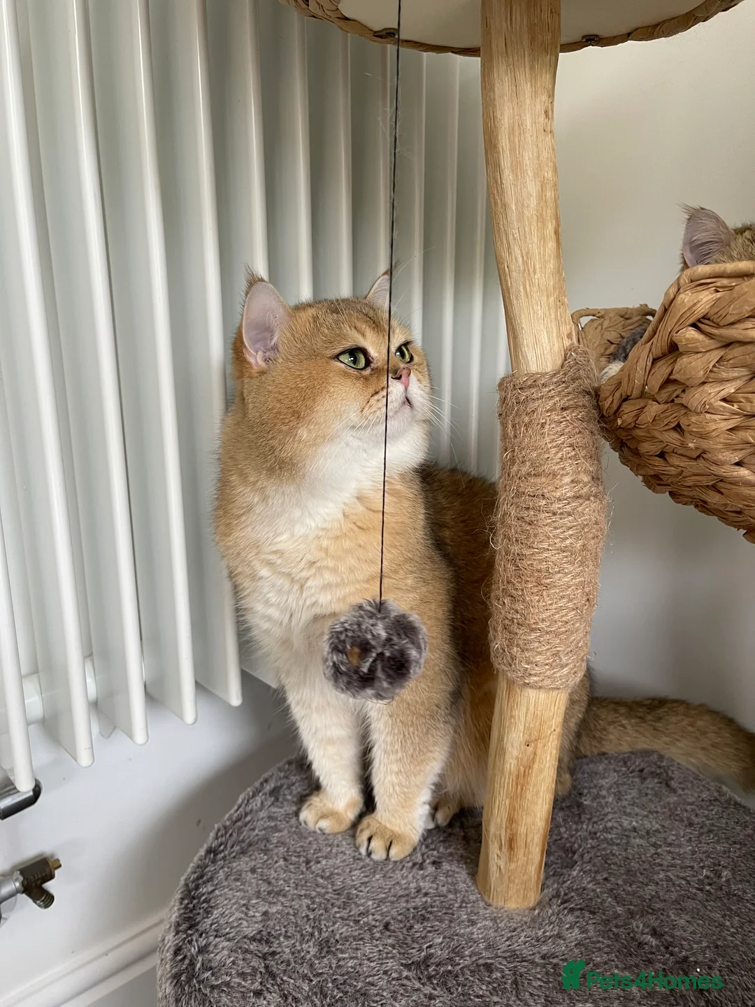 Scottish Fold cats for stud: NY11 GOLDEN CHINCHILLA SCOTTISH FOLD MALE FOR STUD - Advert 2