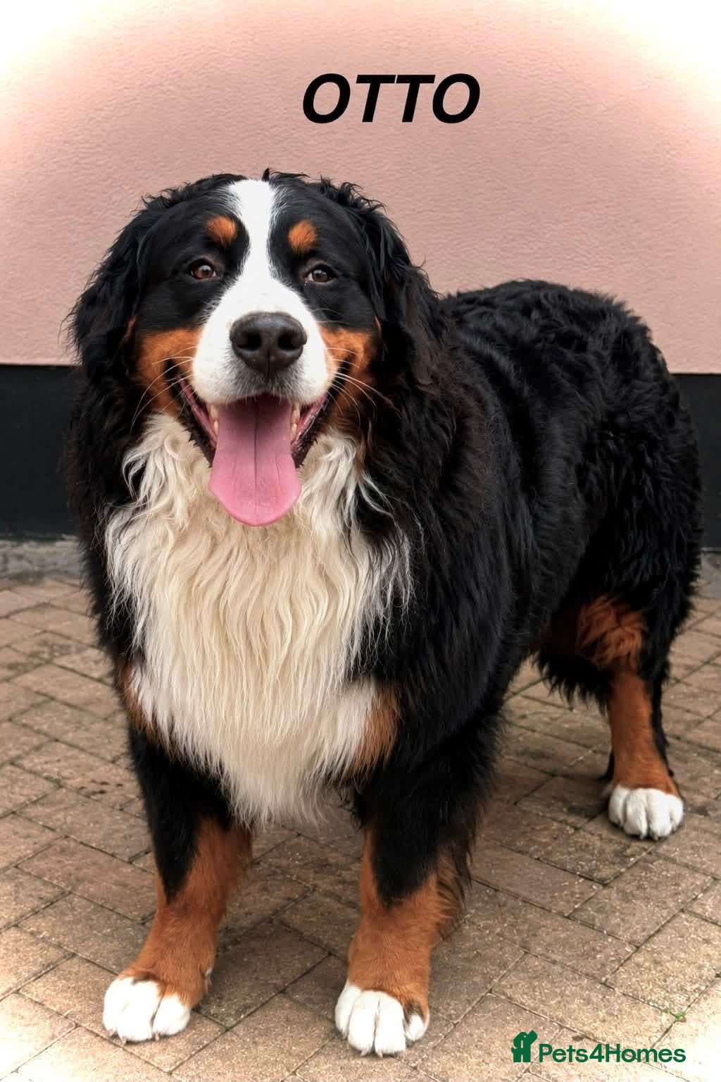Bernese Mountain Dog dogs KC reg, Bernese mountain dog (STUD) - Advert 1