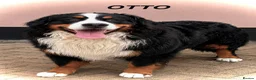 Bernese Mountain Dog dogs for stud: KC reg, Bernese mountain dog (STUD) - Advert 1