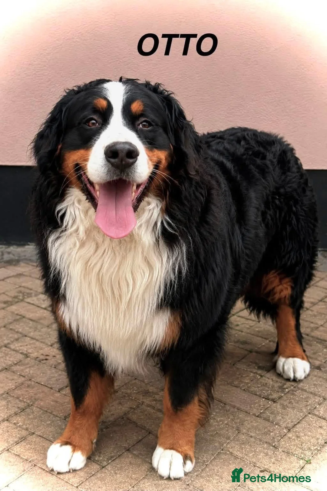 Bernese Mountain Dog dogs for stud: KC reg, Bernese mountain dog (STUD) - Advert 1