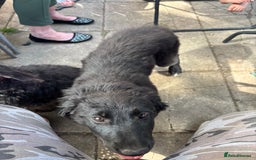 German Shepherd dogs for sale: Male and female - Image 1