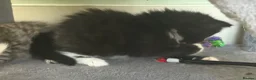 Mixed Breed cats for sale: Beautiful kittens for sale  - Advert 8