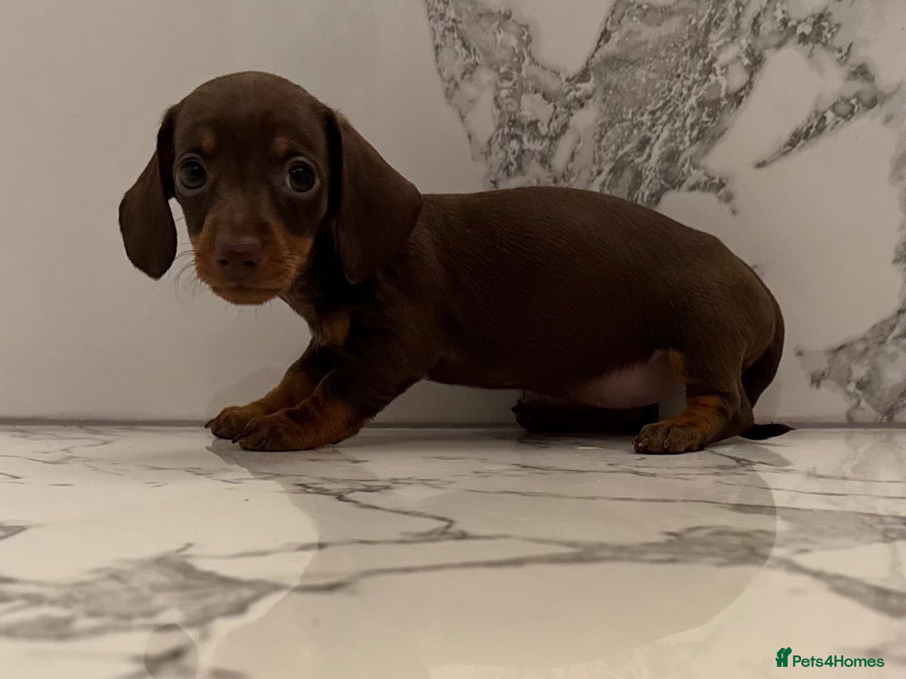 Miniature Dachshund dogs 1 boy & 1 girl left. KC miniature dachshunds - Advert 2