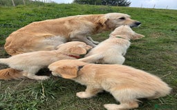 Golden Retriever dogs for sale: 3 male Golden retriever pups for sale - Image 4