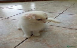 Scottish Fold cats for sale: ready now for there forever homes - Image 9