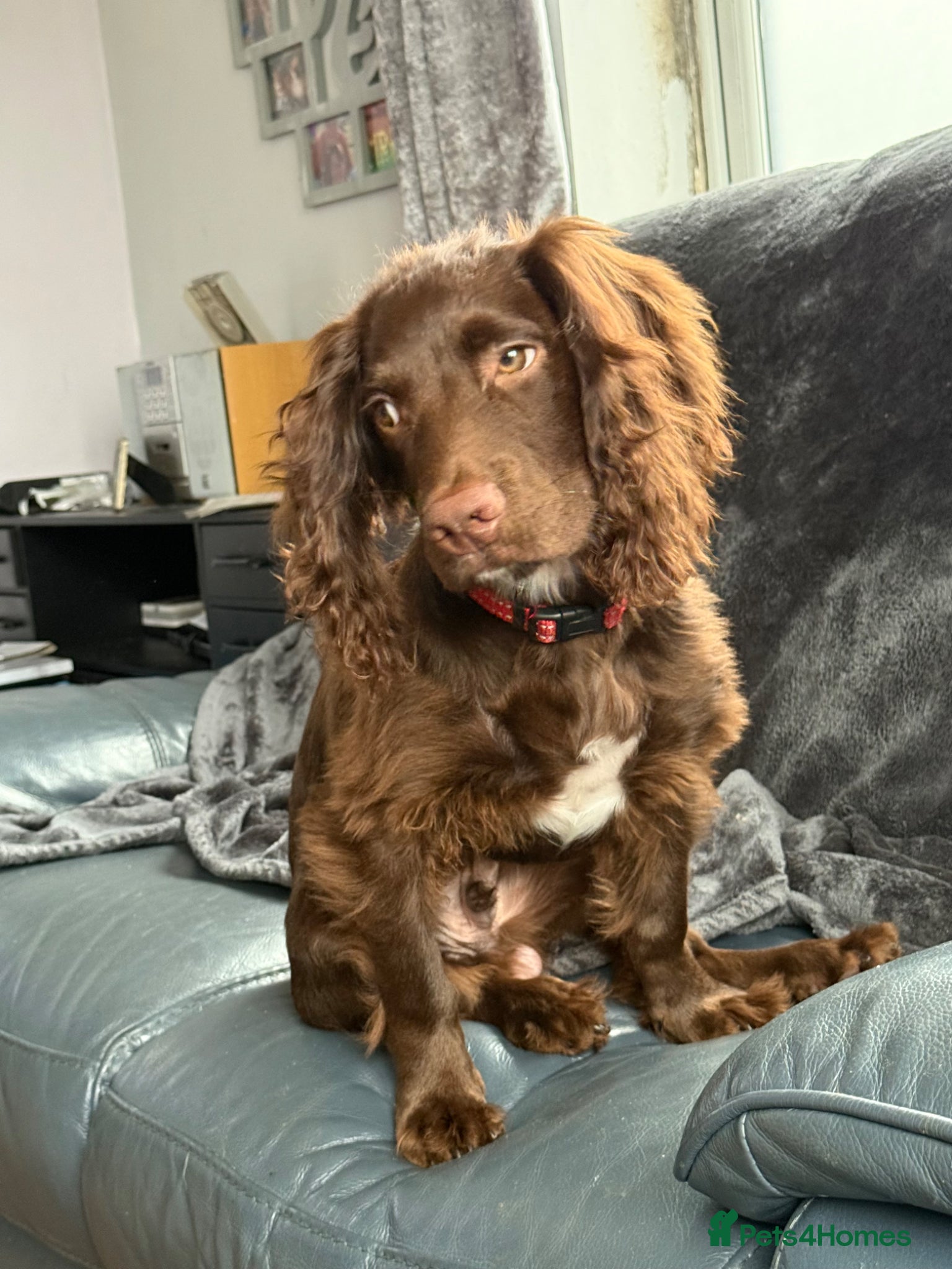 Cocker Spaniel dogs for sale: Beautiful cocker male - Advert 4