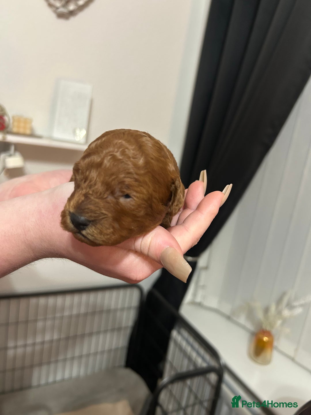 Cavapoochon dogs for sale: Cavapoo puppies  - Advert 4