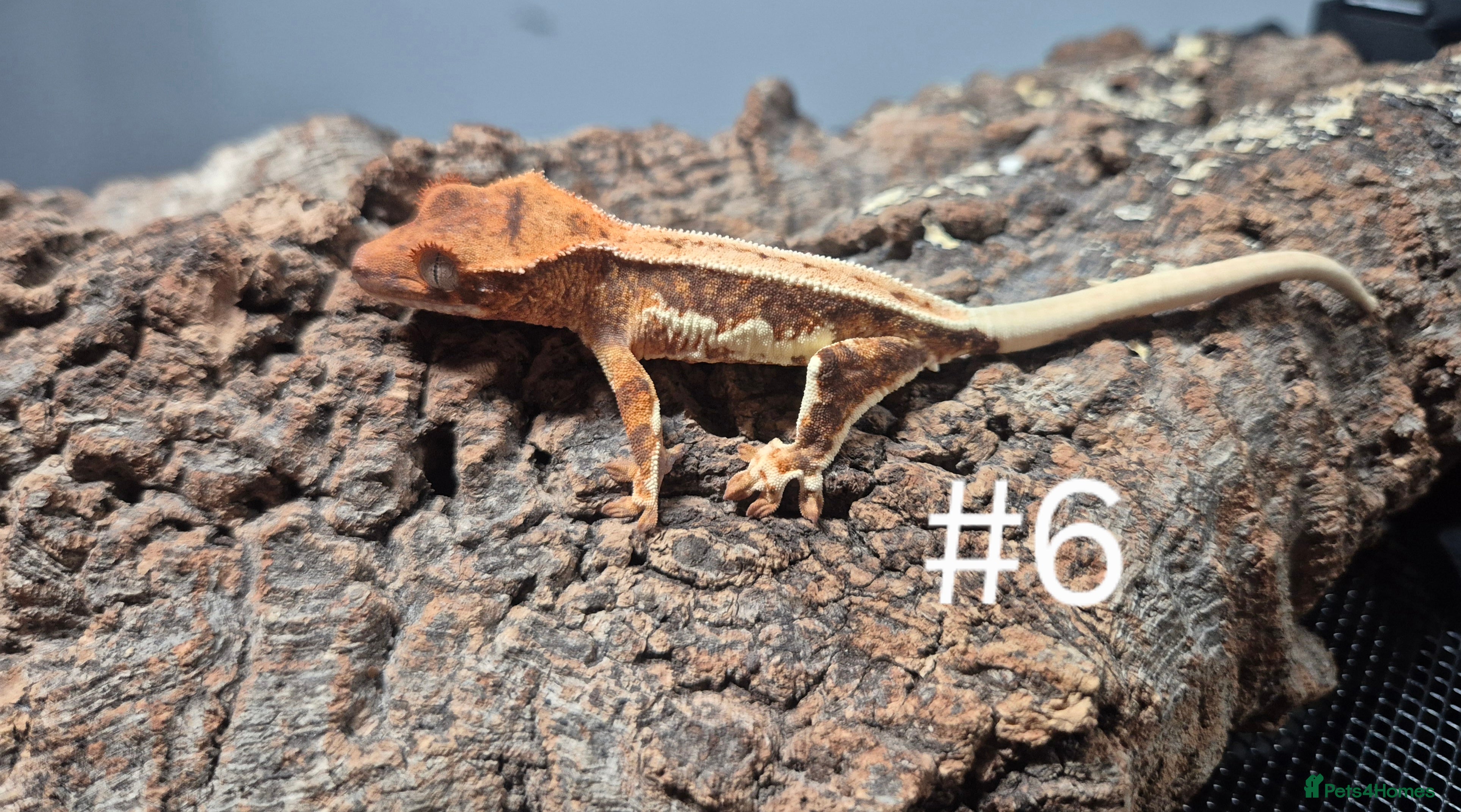 Gecko reptiles Crested geckos - Advert 13