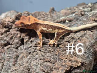 Gecko reptiles Crested geckos - Advert 13