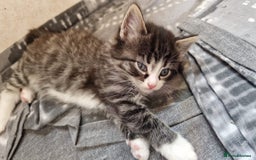 Mixed Breed cats for sale: 9 adorable Disney kitten couples  - Image 29