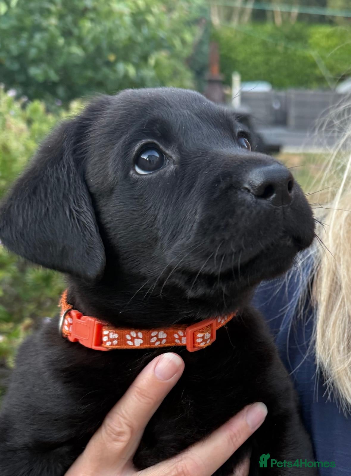 Labrador Retriever dogs Beautiful KC Black Labrador Retriever Puppies  - Advert 2