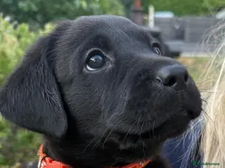 Labrador Retriever dogs Beautiful KC Black Labrador Retriever Puppies - Advert 2