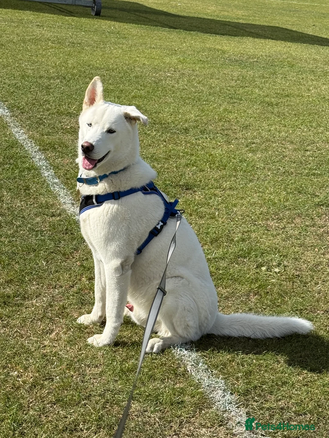 Siberian Husky dogs for stud: Stunning all white Husky stud - Advert 6