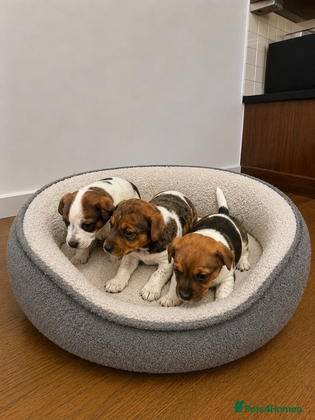 Jack Russell dogs for sale: Outstanding litter of pure bred Jack Russells - Advert 6
