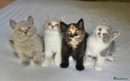 British Shorthair cats for sale: Blue tortie & white GCCF British Shorthair girl - Image 6