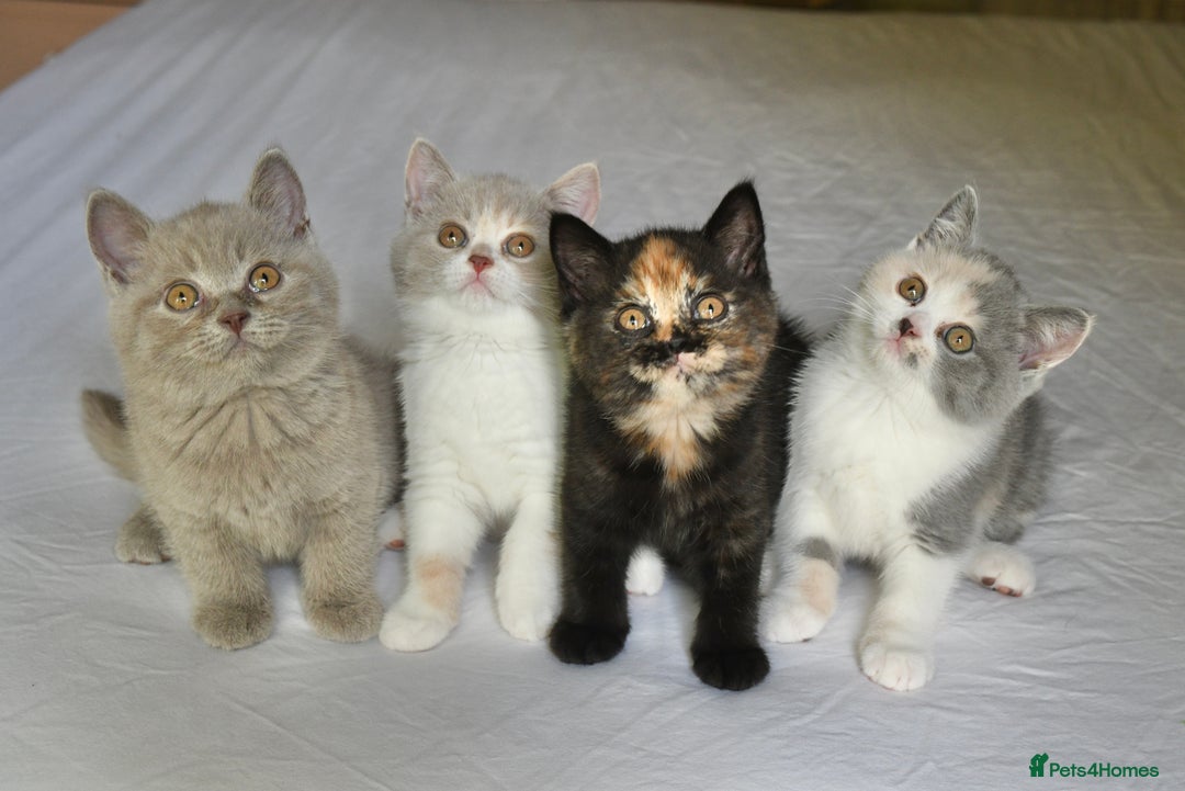British Shorthair cats for sale: Blue tortie & white GCCF British Shorthair girl - Image 6