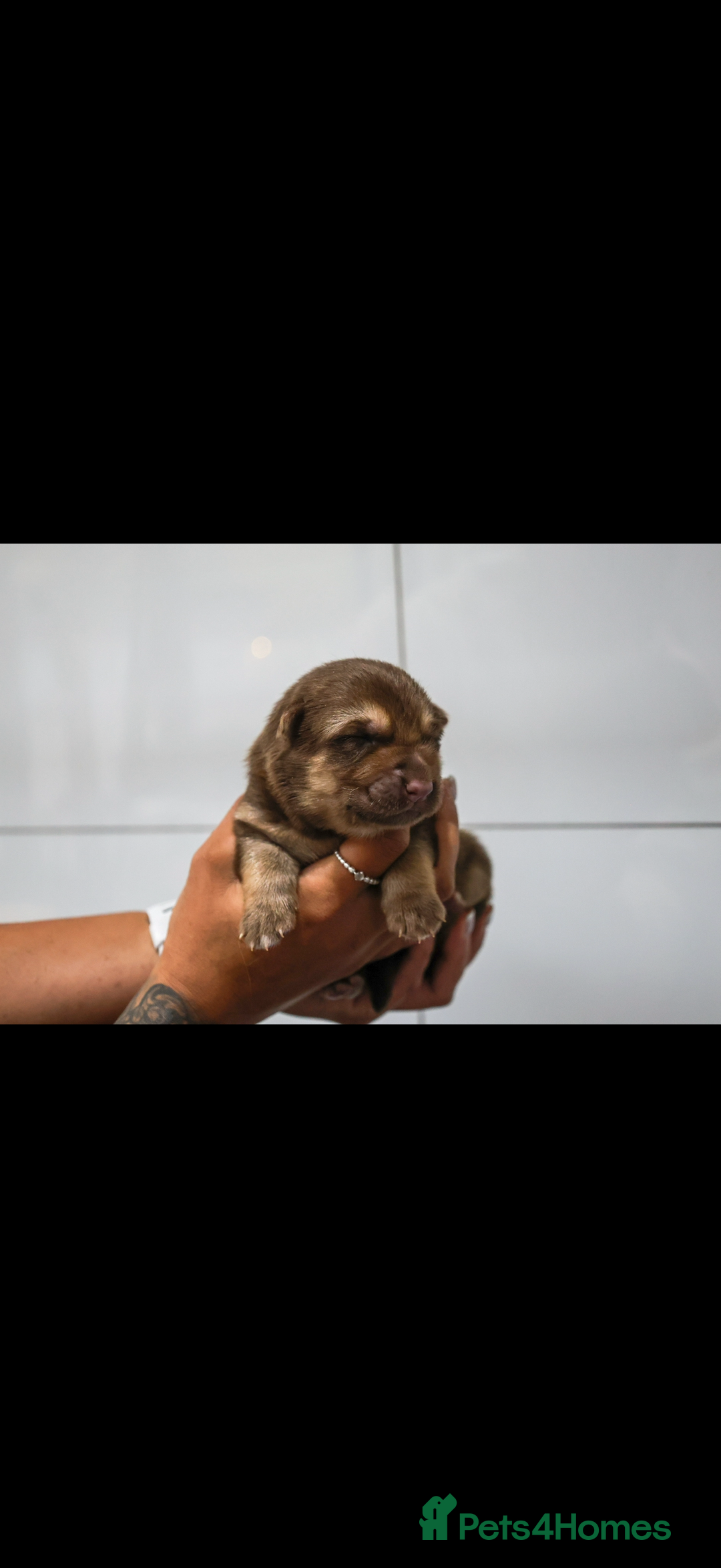 German Shepherd dogs for sale: ❤️KC pups ✨ health tested parents  - Advert 5