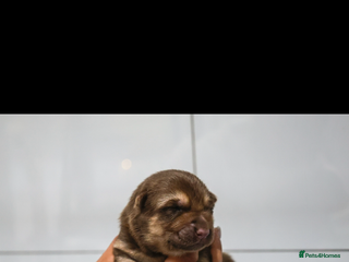 German Shepherd dogs - Advert 2