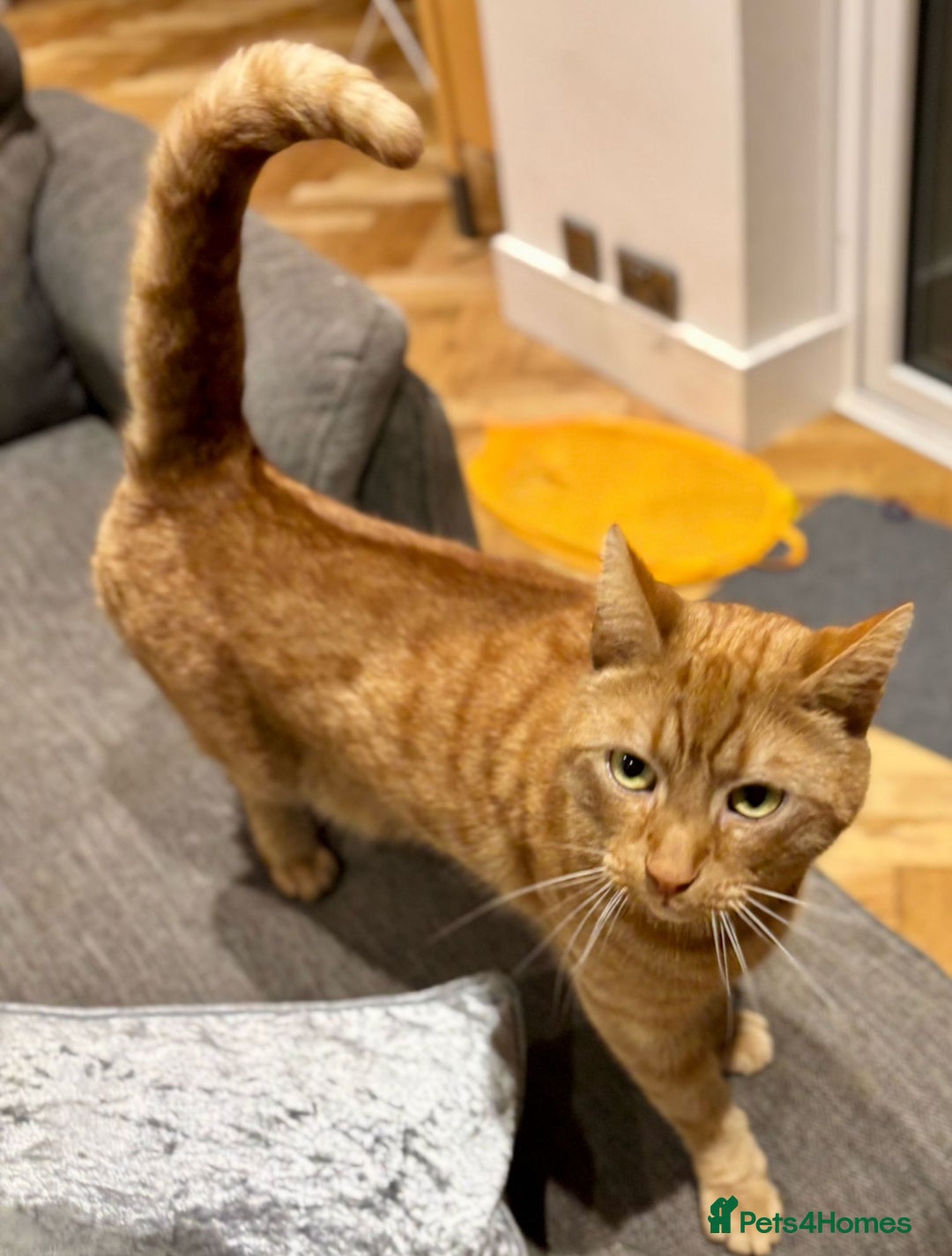 Mixed Breed cats for sale: Ginger Tom  - Advert 4