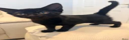 Mixed Breed cats for sale: 11 week old kittens ready to leave  - Advert 5