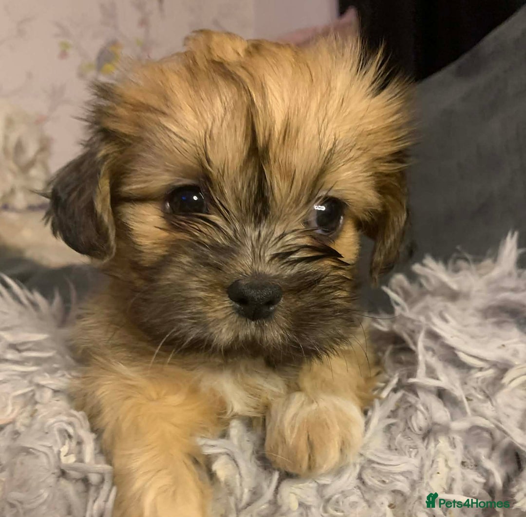 Shih Tzu dogs for sale: Gorgeous litter Shih tzu’s - Advert 3