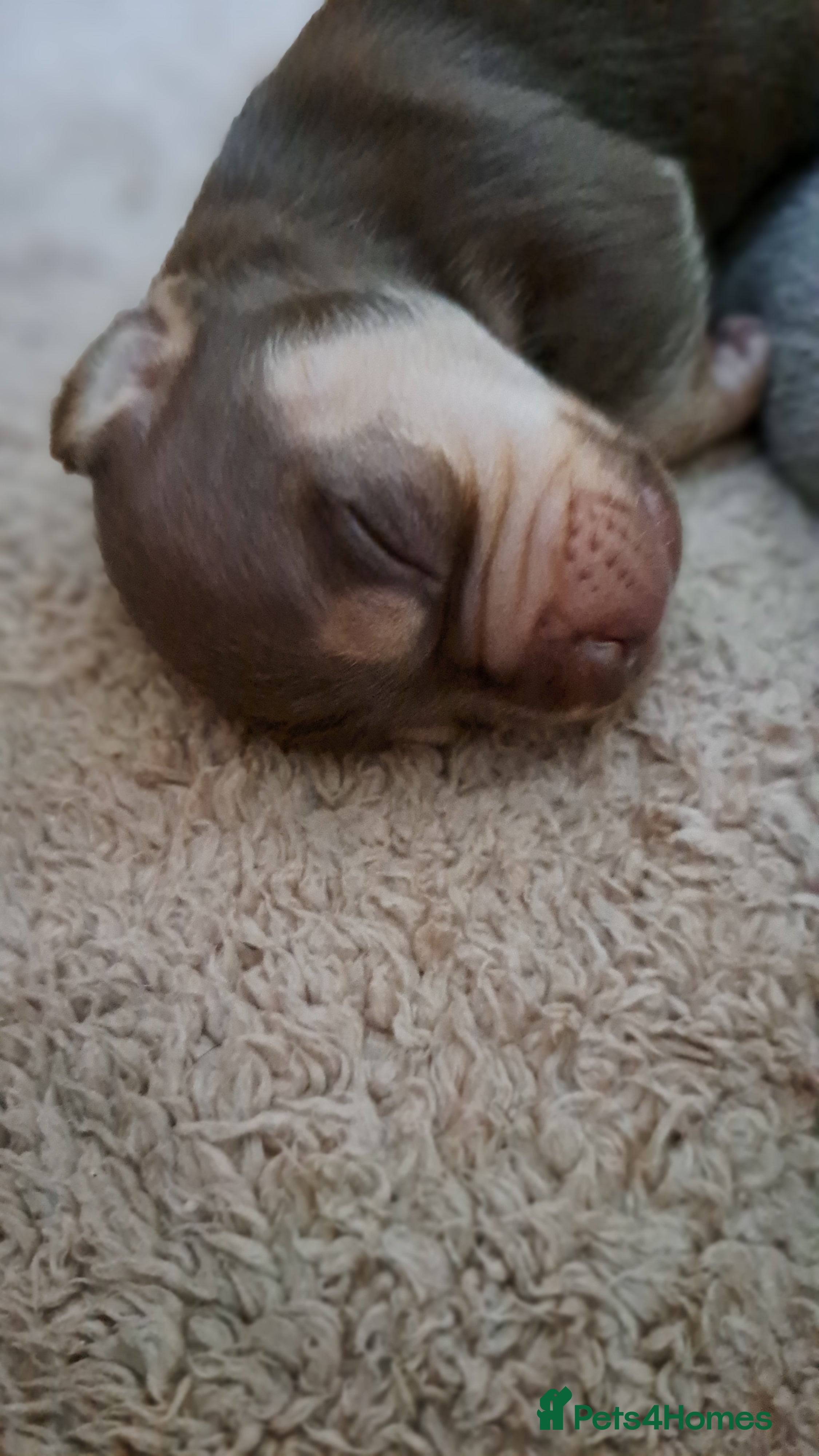 Mixed Breed dogs Miniature Dachshund X Frenchie. - Advert 1