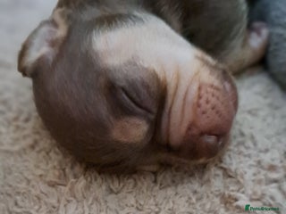 Mixed Breed dogs Miniature Dachshund X Frenchie. - Advert 1