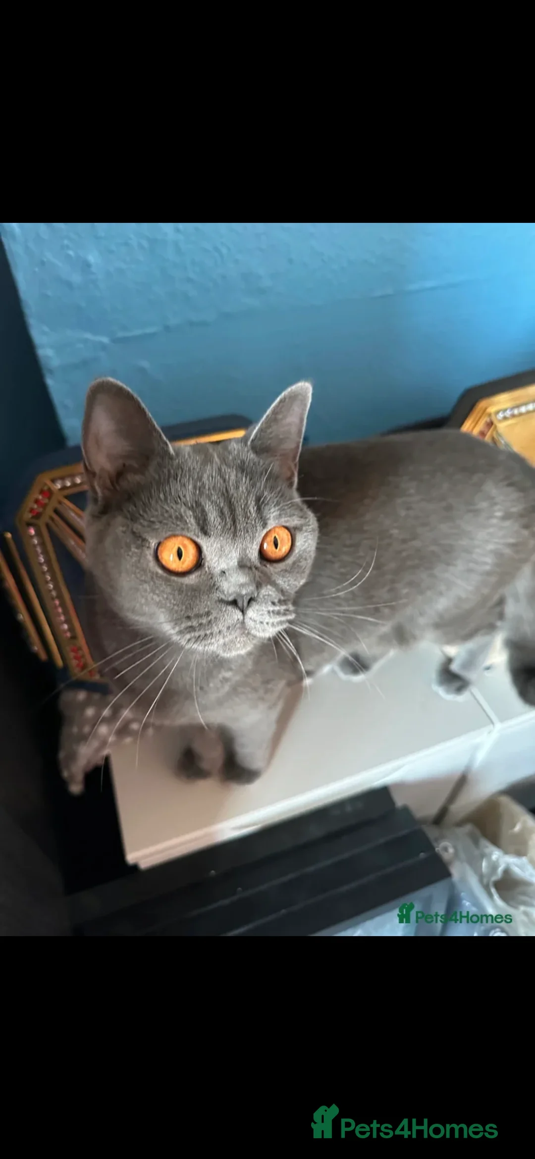 British Shorthair cats for sale: Beautiful british short hair  - Advert 6