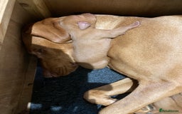 Hungarian Vizsla dogs for sale: Smooth haired Hungarian Vizsla puppies  - Image 3