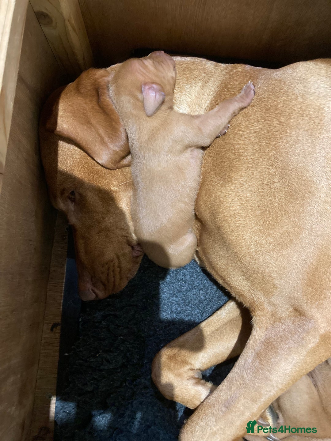Hungarian Vizsla dogs for sale: Smooth haired Hungarian Vizsla puppies  - Image 3