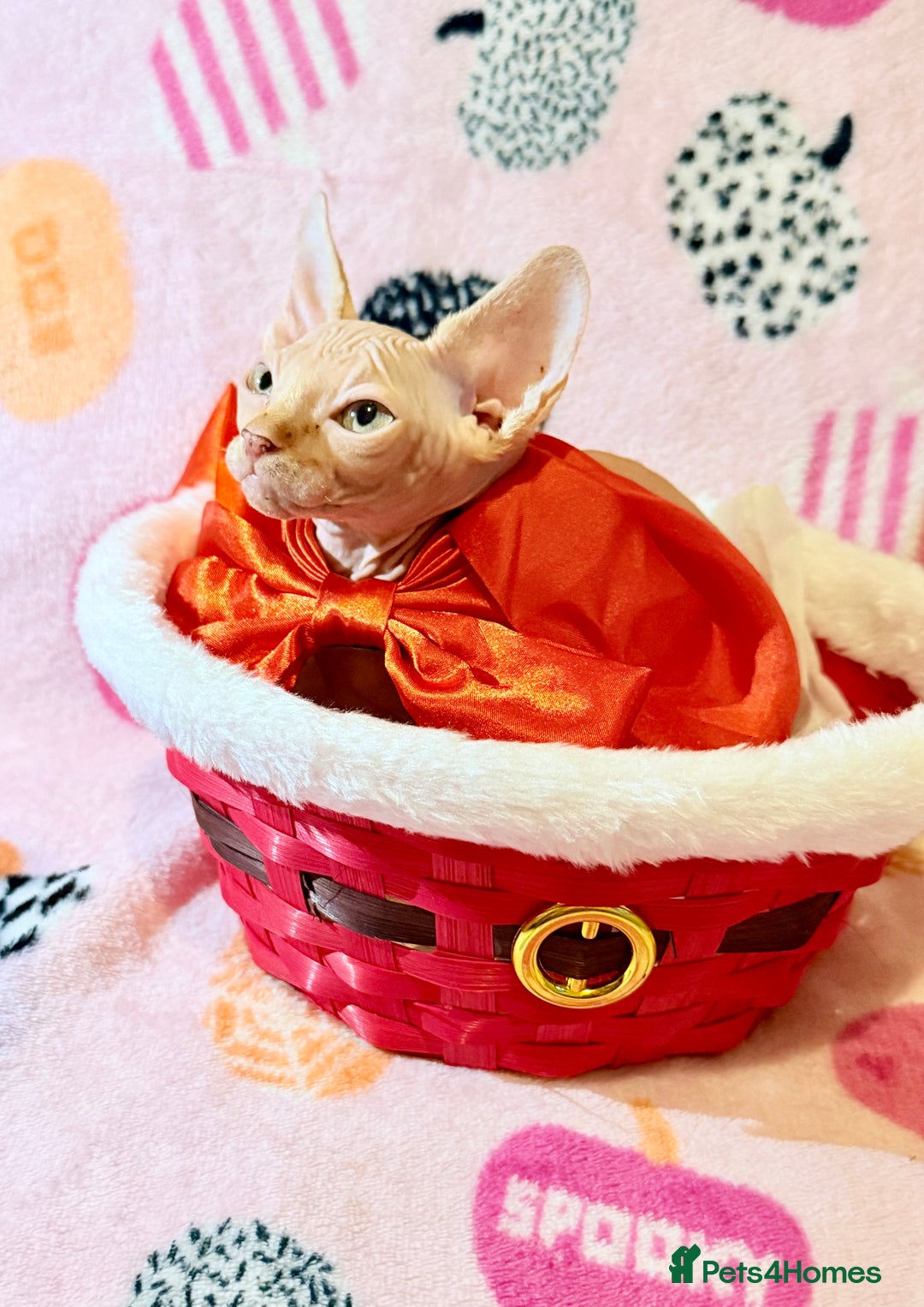 Sphynx cats for sale:  ** ✨ Exquisite Sphynx Kittens  **  - Advert 6
