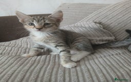 Mixed Breed cats for sale: 3 girls- 9 weeks- ready to go - Image 10