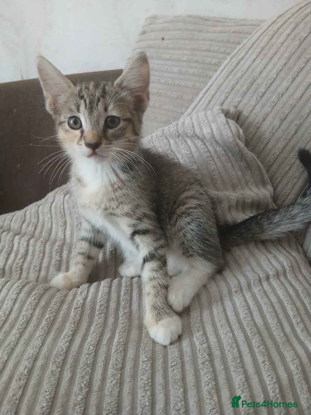 Mixed Breed cats for sale: 3 girls- 9 weeks- ready to go - Image 10