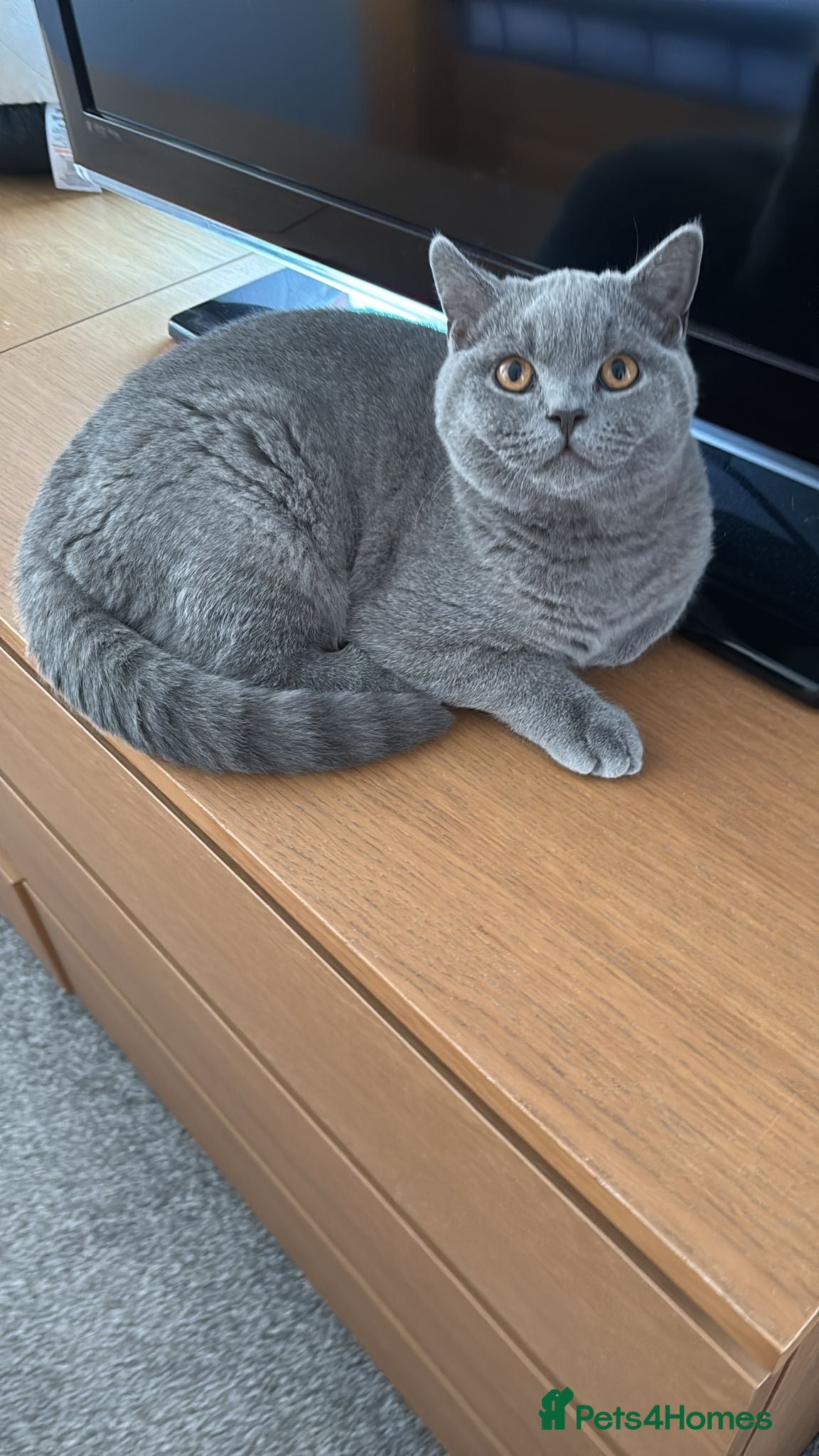 British Shorthair cats 🧸1 Remaining Chunky British Shorthair Kittens🧸 - Advert 14