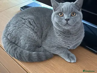 British Shorthair cats 🧸1 Remaining Chunky British Shorthair Kittens🧸 - Advert 14