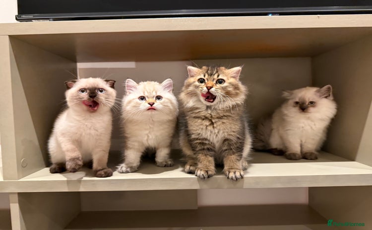 Scottish Fold cats in London - Advert 11