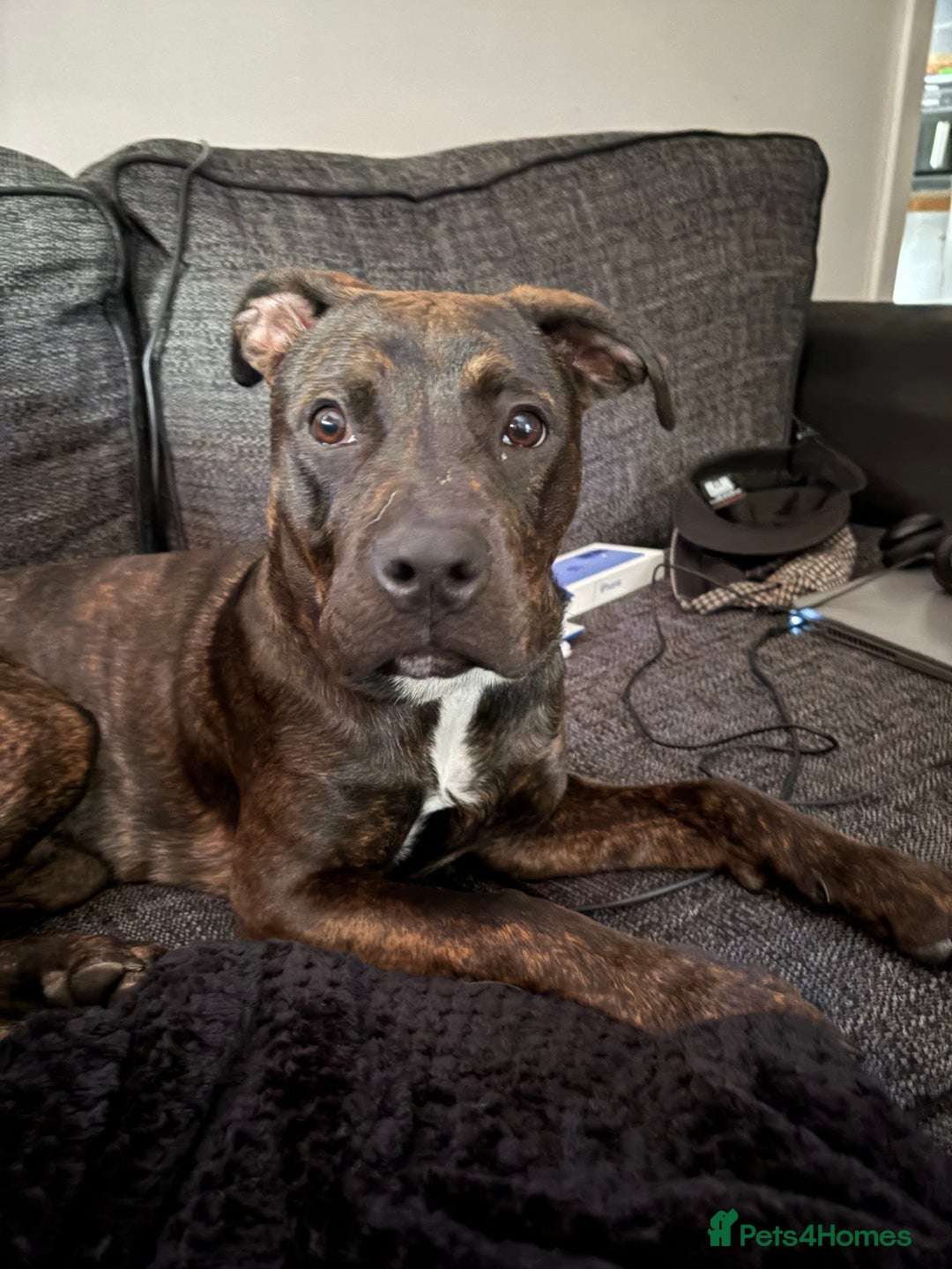 Mixed Breed dogs for sale: INDIE THE STAFFY CROSSED ROTTWEILER  - Image 2