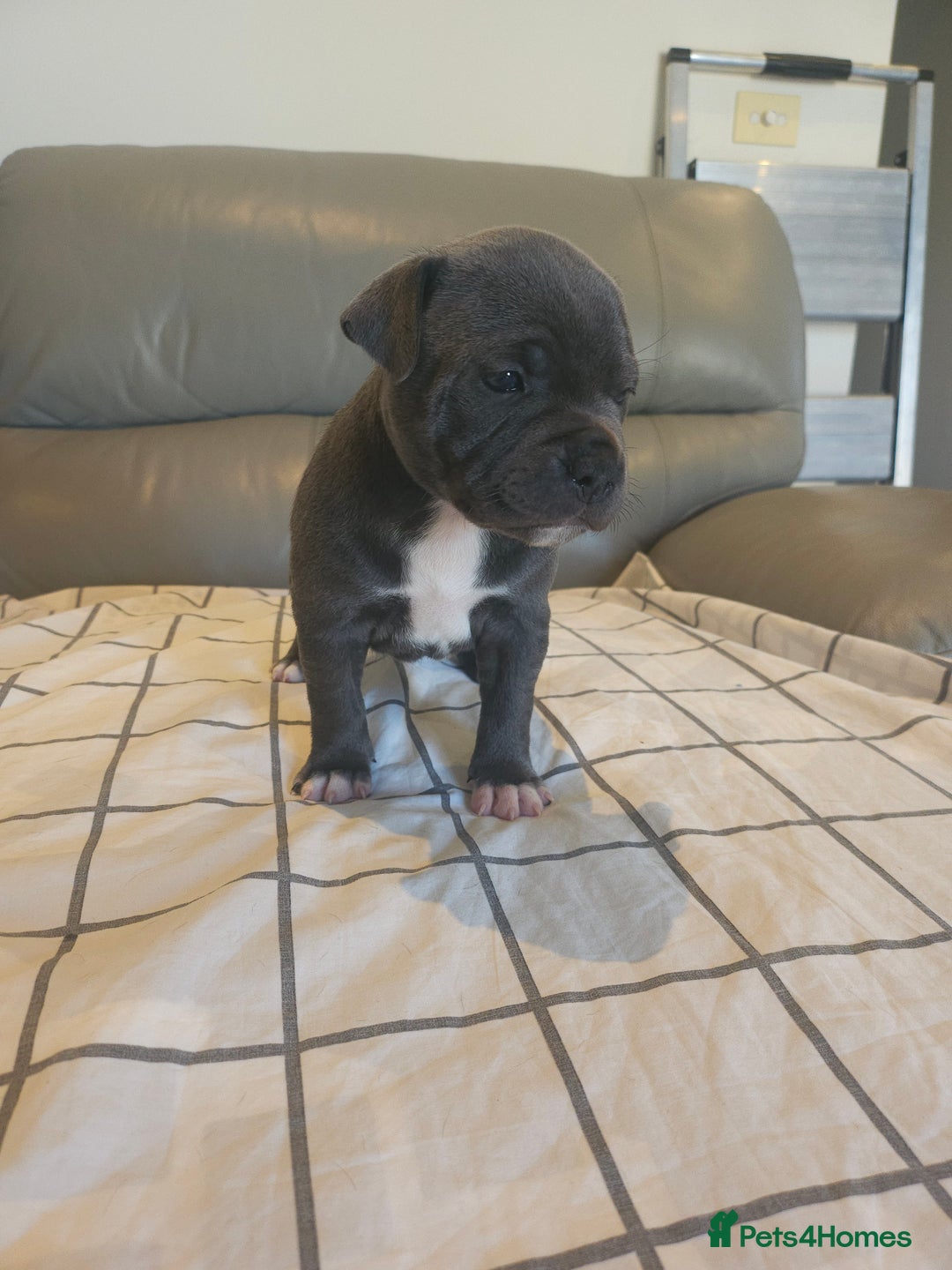 Staffordshire Bull Terrier dogs for sale: Staffordshire Bull Terrier Puppies for sale - Advert 6
