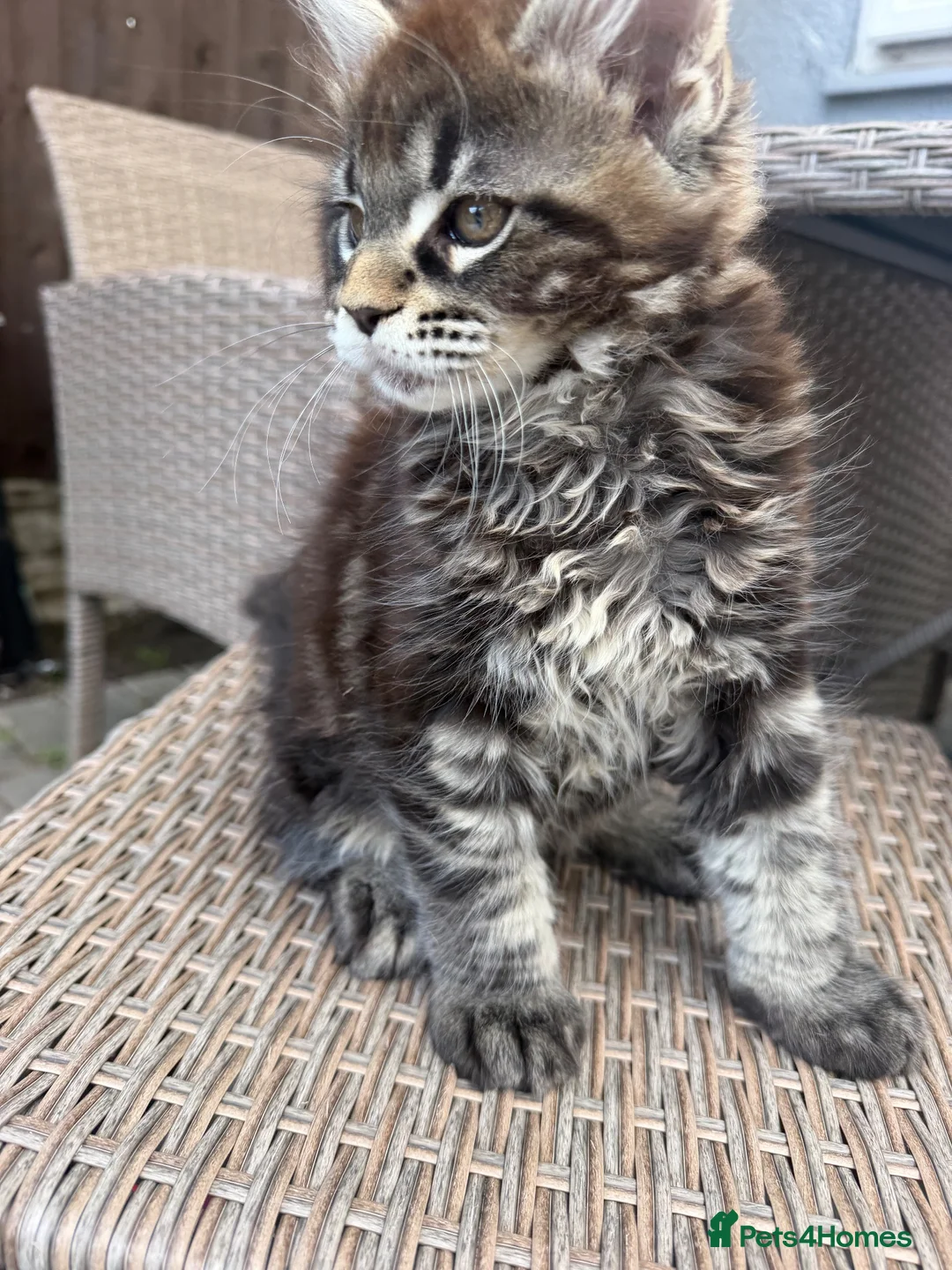 Maine Coon cats for sale: READY NOW⭐️ Tica Maincoon kittens  - Advert 2