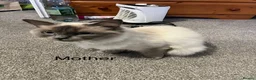 Ragdoll cats for sale: Ragdoll kittens - Advert 1