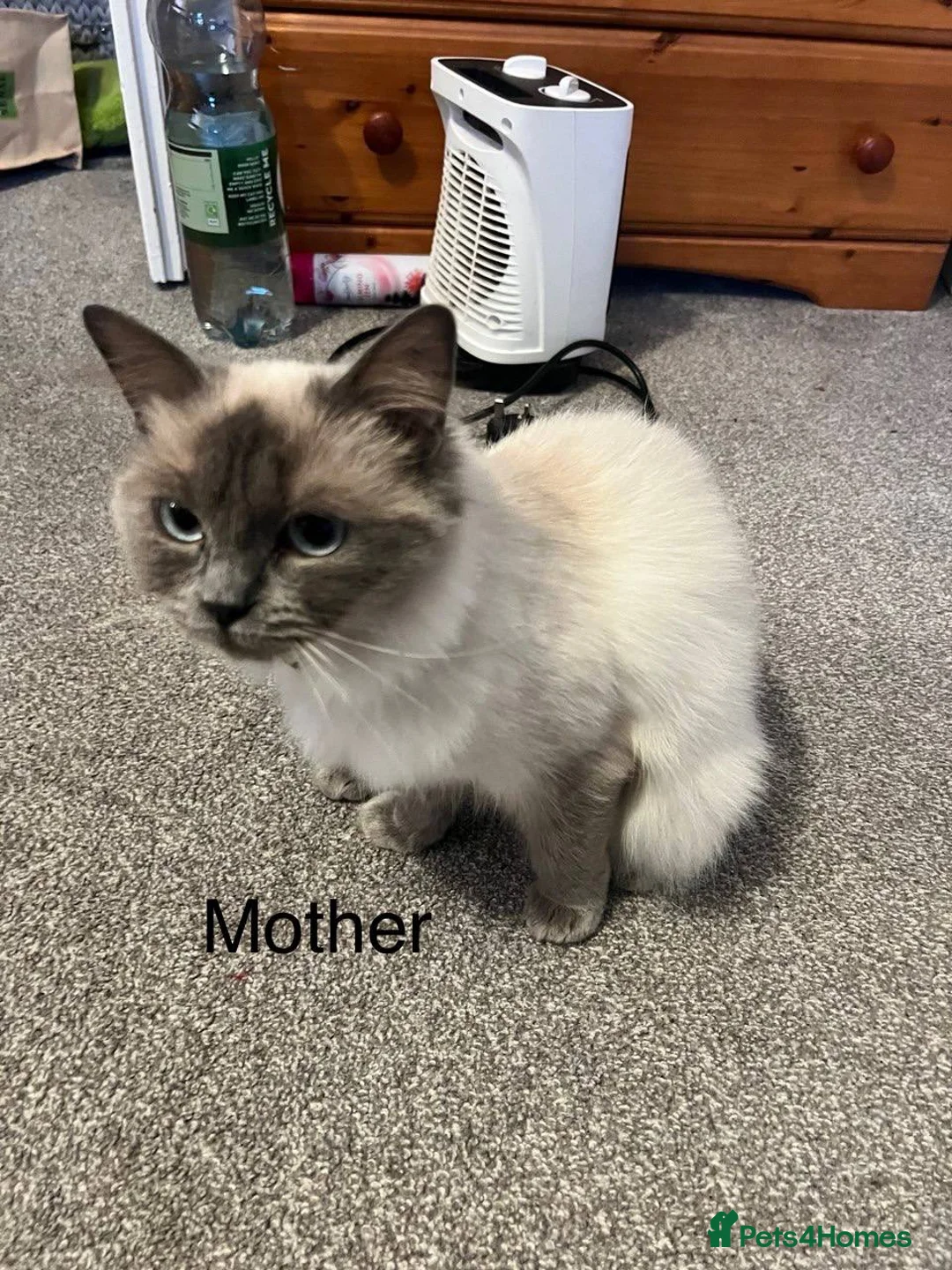 Ragdoll cats for sale: Ragdoll kittens - Advert 1