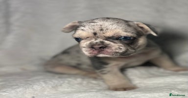 French Bulldog dogs Boy 1 - Advert 4