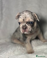 French Bulldog dogs Boy 1 - Advert 4