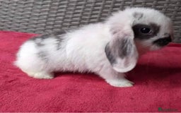 Mini Lop rabbits for sale: MINI LOP BUNNIES - pedigree  - Image 31