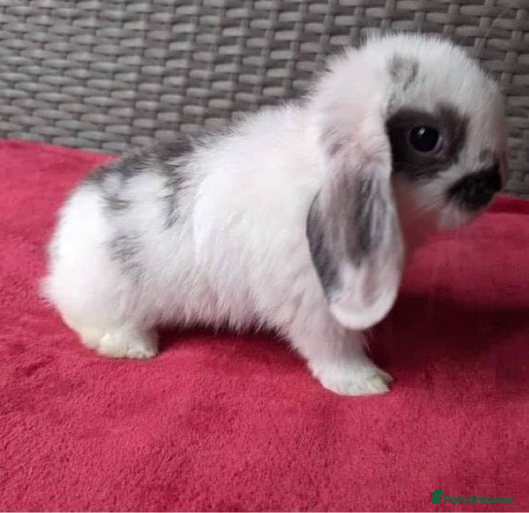Mini Lop rabbits for sale: MINI LOP BUNNIES - pedigree  - Image 31