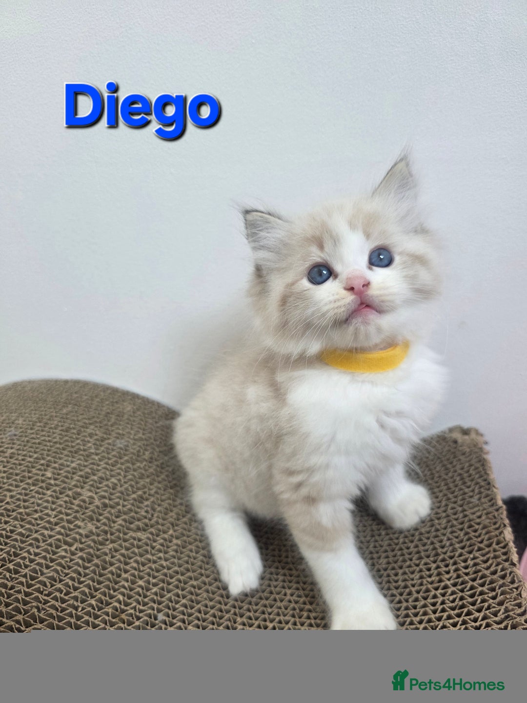 Ragdoll cats for sale: GCCF registered ragdoll kittens  - Advert 6