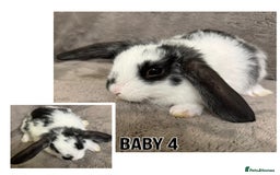 Dwarf Lop rabbits for sale: Baby Dwarf Lop Bunnies - Advert 5